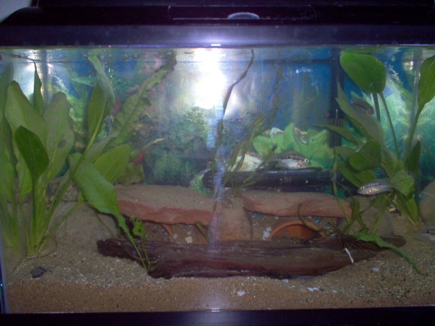 Rated #4029: Freshwater Fish Tank