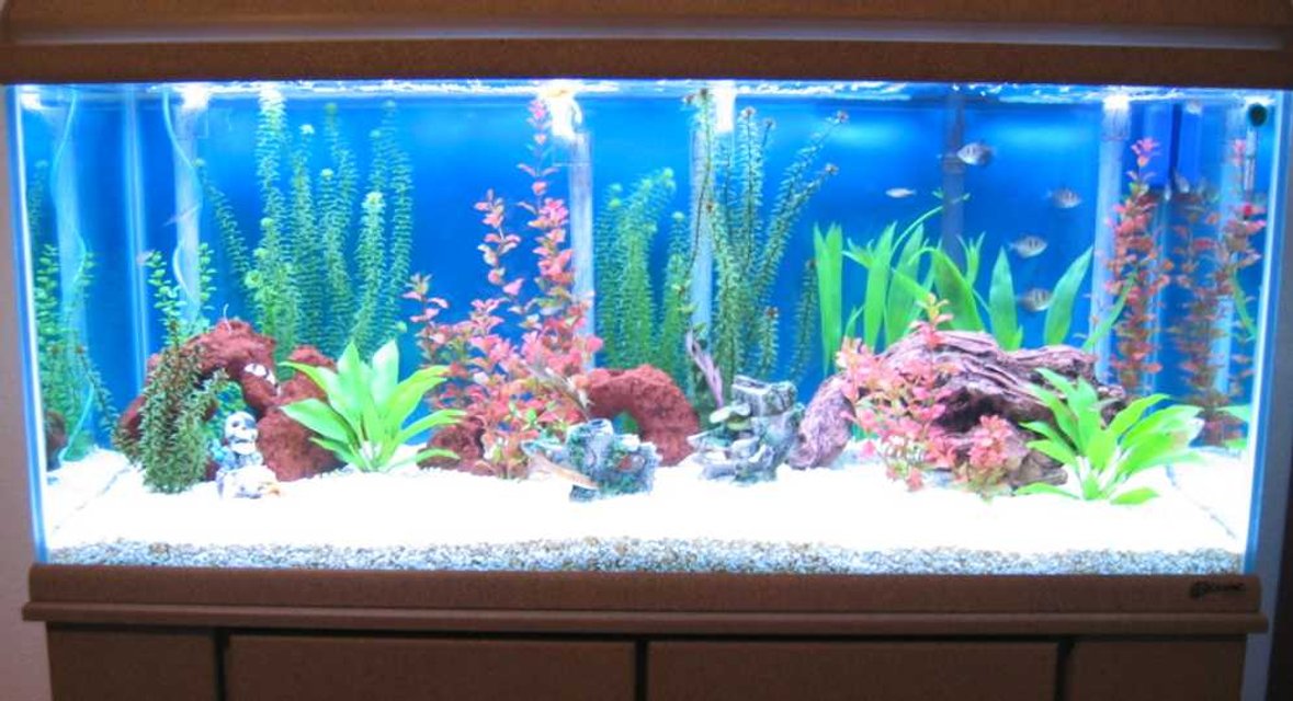 Rated #2376: Freshwater Fish Tank - 75 gallon tank with 2 clown loachs, one Dwarf gourami, 2 cory cats, one Chinese algea eater, 6 Black Tetras, 5 zebra danios, and 2 mollies.
