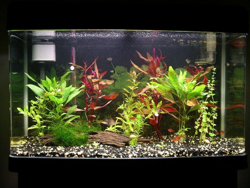 Rated #1933: Freshwater Fish Tank