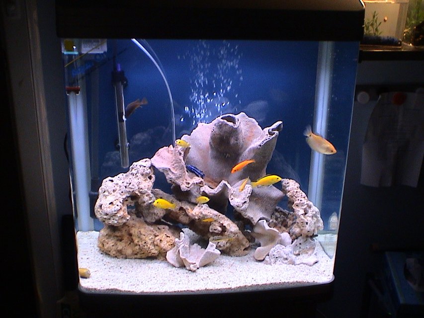 Rated #815: Freshwater Fish Tank - I have had this tank for1 month now. For the gravel i have crushed coral and plenty of dean ocean rock.