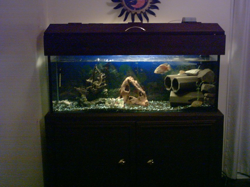 Rated #2872: Freshwater Fish Tank