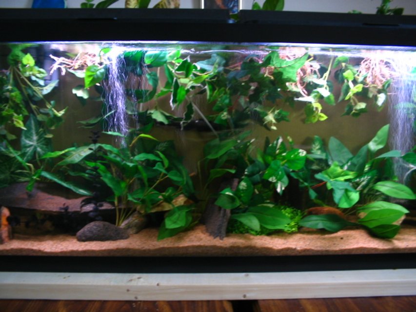 Rated #1624: 55 Gallons Freshwater Fish Tank