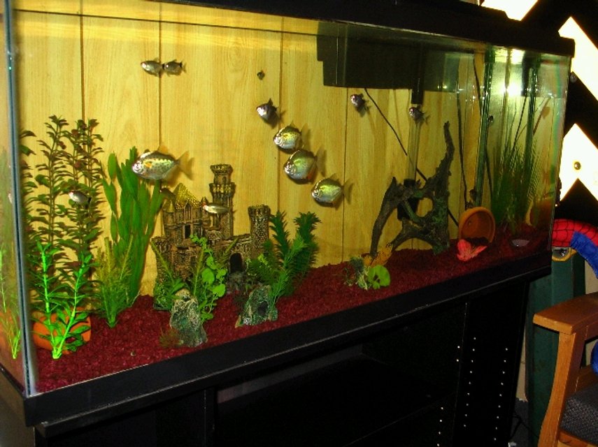 Rated #2576: Freshwater Fish Tank - 55 gallon.