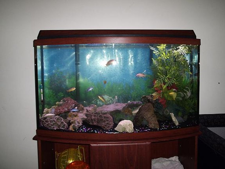 Rated #2934: 46 Gallons Freshwater Fish Tank