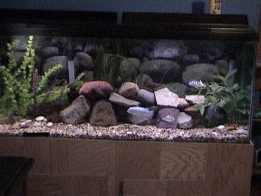 Rated #1663: 55 Gallons Freshwater Fish Tank - my 55 gallon fish tank