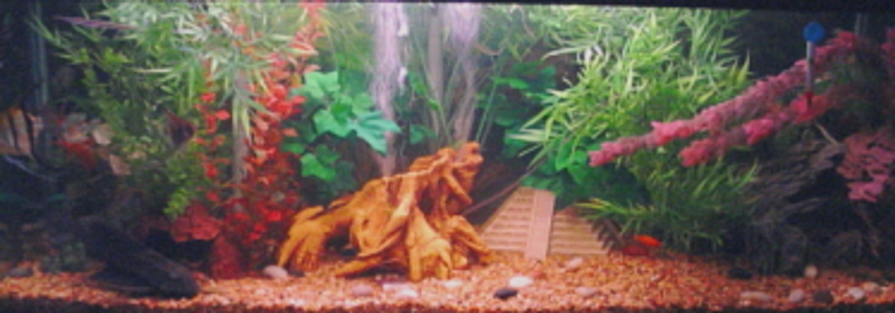 Rated #2375: 125 Gallons Freshwater Fish Tank