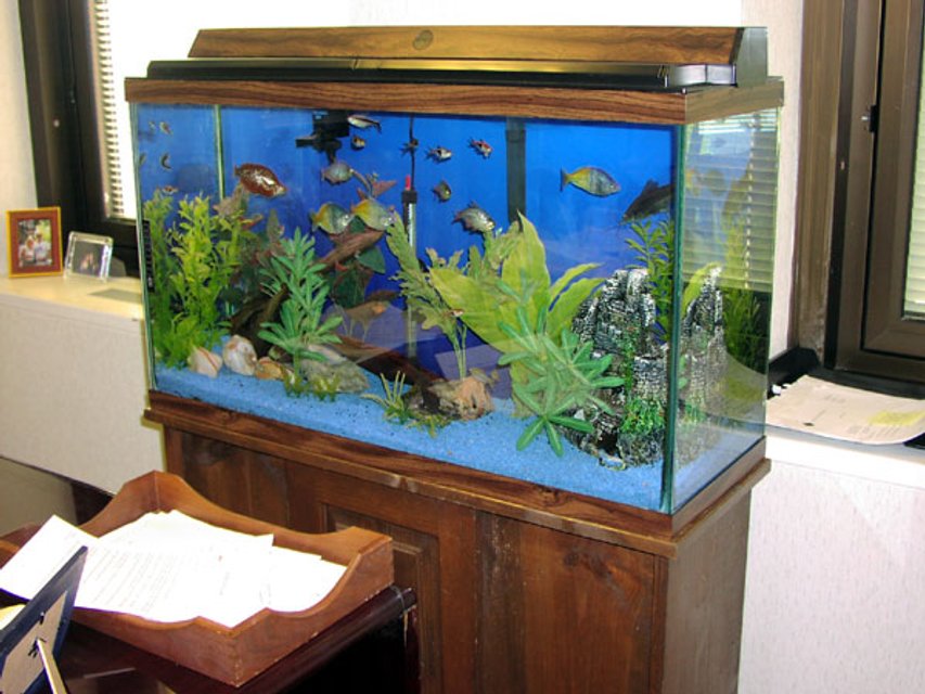 Rated #2723: 40 Gallons Freshwater Fish Tank - this is a picture of a tank I just got 2 weeks ago