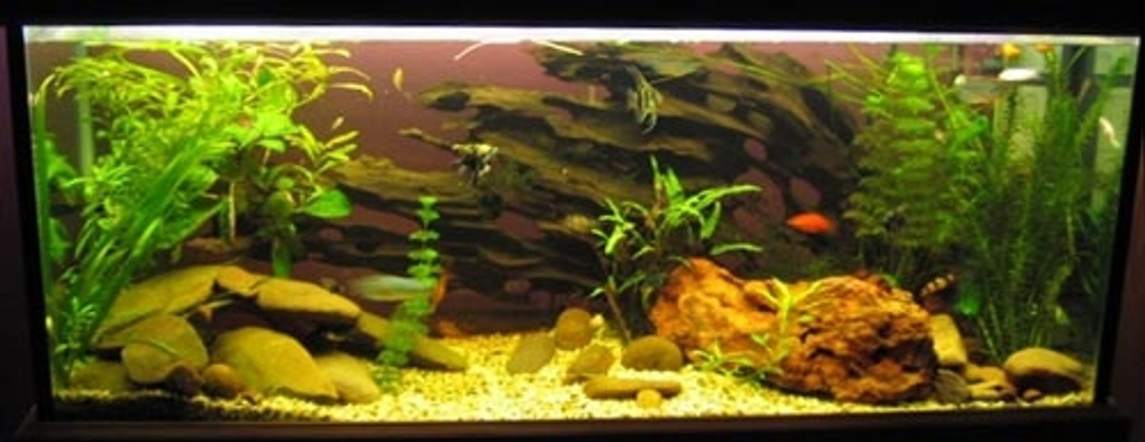 Rated #1198: 60 Gallons Freshwater Fish Tank - Fish include: 1 rosy barb, 3 gourami, 1 three spot, 2 pear,l 6 tiger barbs, 3 black widow tetras, 2 bleeding hart tetras, 1 bristle nose catfish, 6 cory cats, 3 butter fly cichlids, 3 clown loaches, 2 sucking cats, 4 angels and 4 platys