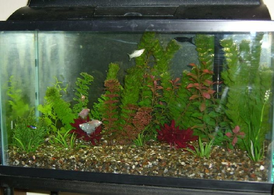 Rated #3582: 10 Gallons Freshwater Fish Tank - 10 Gal. Fish Tank, my first one. I have 2 mollies 1 black 1 white, both male, 4 colored fish (don't know what they are, came from japan), and 2 corydoras... And 1 snail that hangs around in there. All fake plants, I tried real plants in my other aquarium, it's just a 3 gal. tho. I decided to start small with real plants. Allmost forgot, I have one neon Tetra.