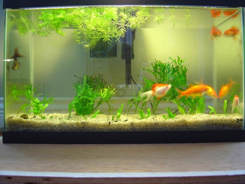 Rated #4027: 150 Gallons Freshwater Fish Tank - goldfish, java fern