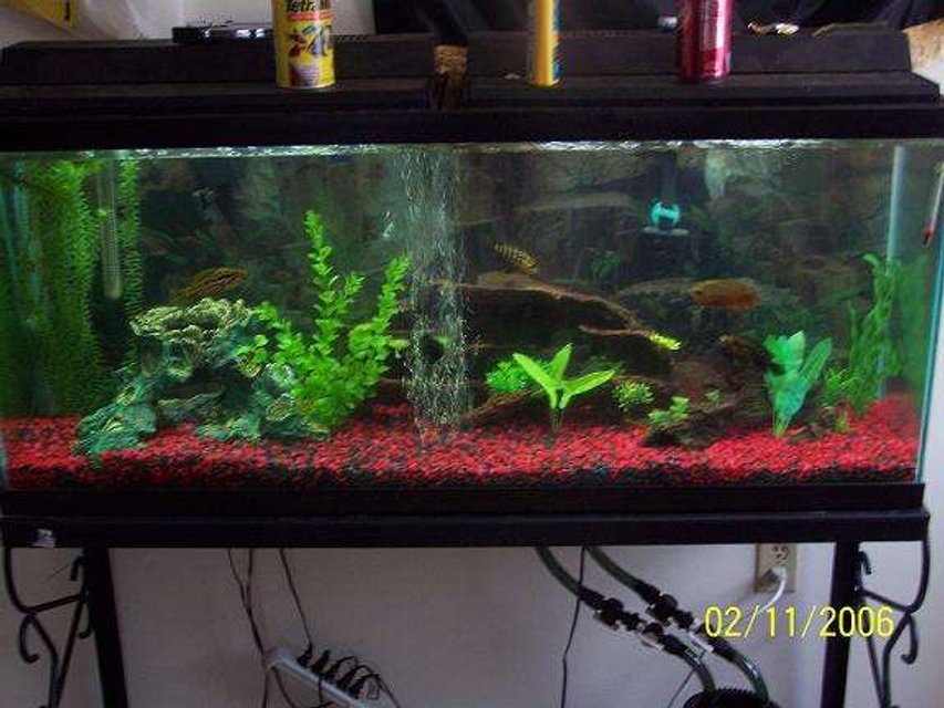 Rated #2611: 55 Gallons Freshwater Fish Tank - well here it is one of my 55 gal.  jaguar tanks