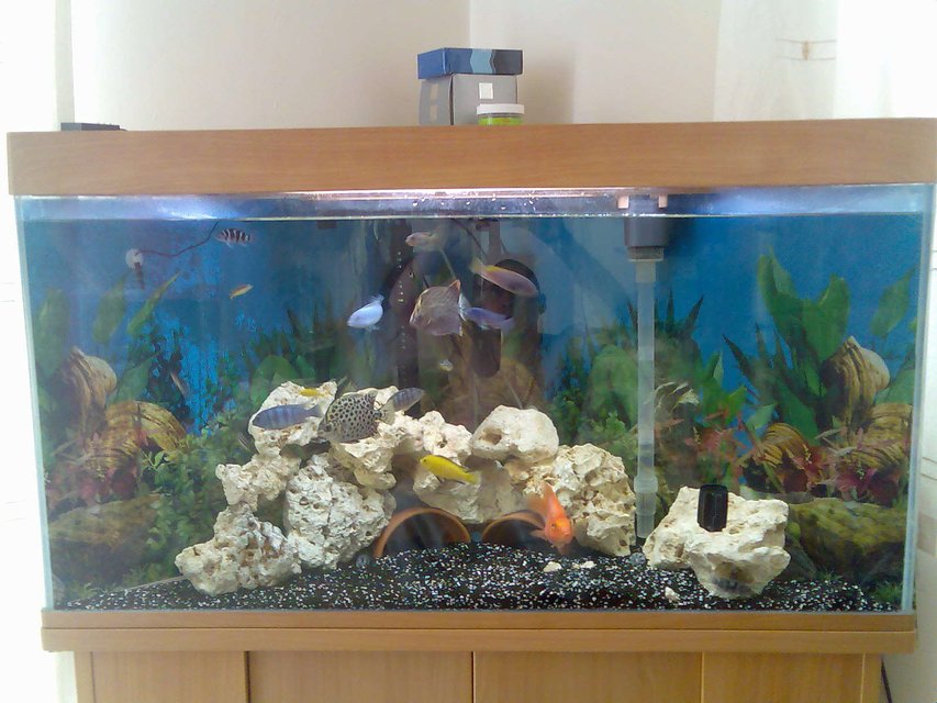 Rated #2989: 37 Gallons Freshwater Fish Tank - ive got more to do to it yet!!!!!