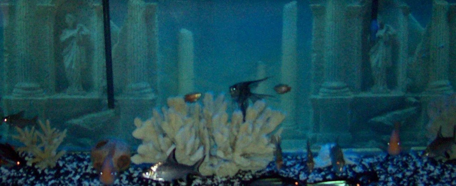 Rated #3780: 155 Gallons Freshwater Fish Tank - 155 bow   Could not fit the hole tank in the pic.  But you should have the Idea of what the tank looks like