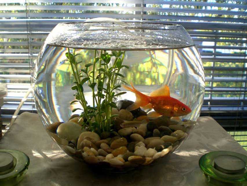 Rated #4078: 1 Gallon Freshwater Fish Tank - my first tank (fish bowl) - a clear fish bowl, with gravels, plant, pump (air bubbles can be barely seen at the back of the plant). there is a fantail, and you can see a couple of zebra danios too