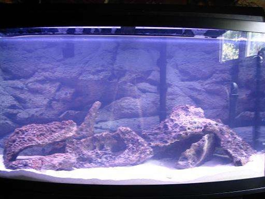 Rated #3787: 46 Gallons Freshwater Fish Tank - 46gallon still cycling