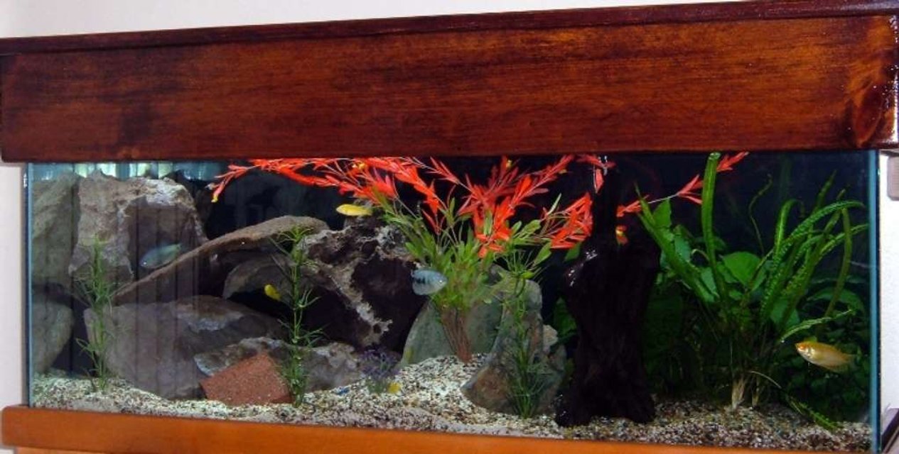 Rated #188: 72 Gallons Freshwater Fish Tank - PIC 2