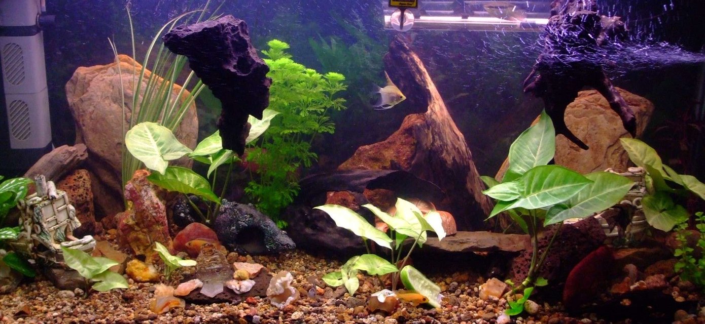 Rated #1964: 90 Gallons Freshwater Fish Tank - recently rearranged and a few more plants, with a variety of cichlids including 2 rainbow chichlid's, 4 bristle nose pleco's, 1 pictus catfish, 3 khuli loaches, 1 convict, 1 firemouth, 1 flameback, 3 bolivian butterfly's, 2 red forest jewel's, 1 electric yellow, 
1 princess, 2 angel's, 1 sertivum, 2 blood peacocks(not sure about the name), 2 kribensis, clown loach