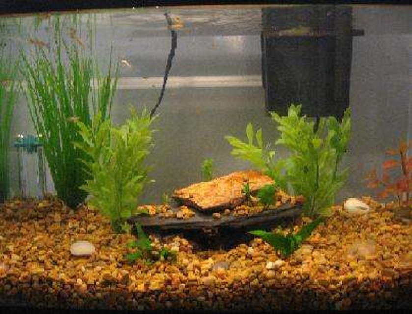 Rated #3910: 10 Gallons Freshwater Fish Tank - 10 Gallon Baby Tank w/ guppies and mollies- java fern and misc fake plants.