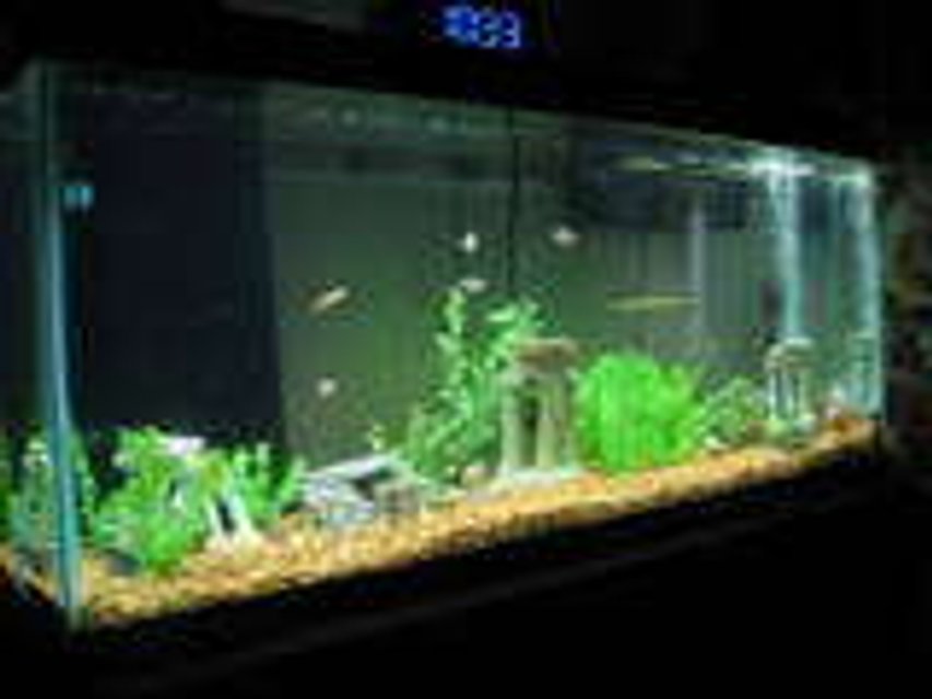 Rated #4107: 55 Gallons Freshwater Fish Tank - 55 gallon