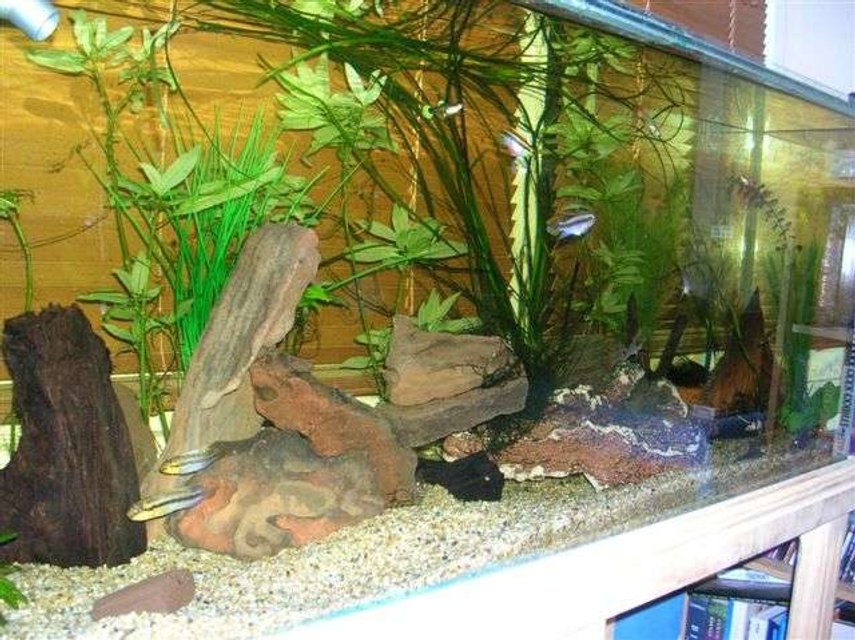 Rated #2788: 55 Gallons Freshwater Fish Tank - A work in progress