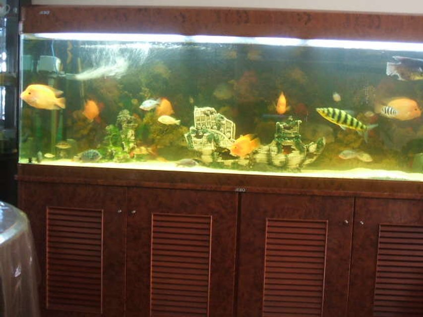 Rated #3250: 190 Gallons Freshwater Fish Tank - Previous fish tank