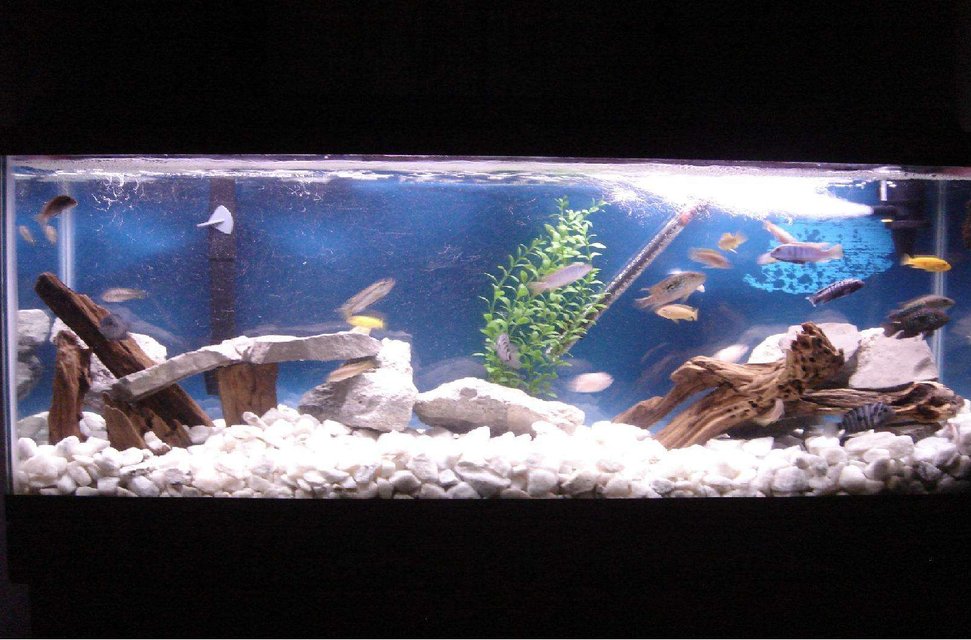 Rated #2724: 55 Gallons Freshwater Fish Tank - my tank