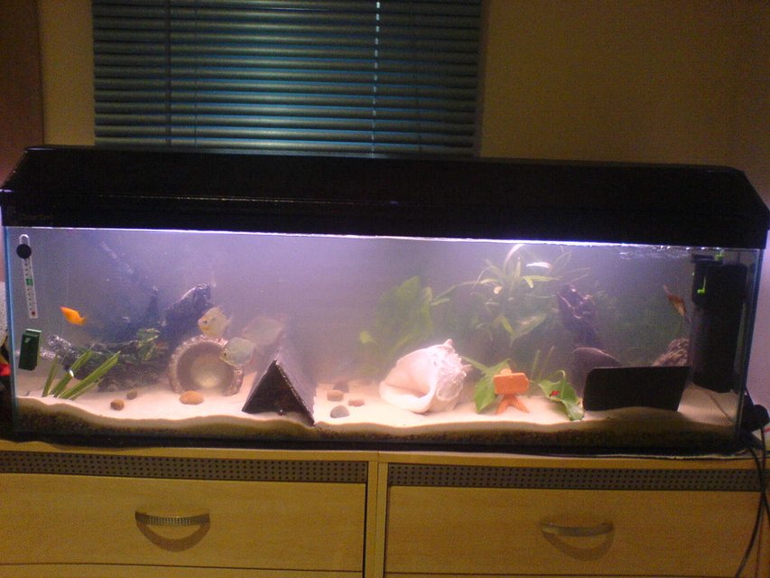 Rated #4166: 24 Gallons Freshwater Fish Tank - 4 ft tank 120 litres gravel then play sand sediment ready for a fire eel soon!!!! :D mostly real plants with exeption of 2 fake ones, 3 big silver dollars, red claw crayfish, 2 blue gourami, 2 dwarf gourami, big angelfish, 2 plec's, female gold molly, lonely guppy and 2 placy's (babys)