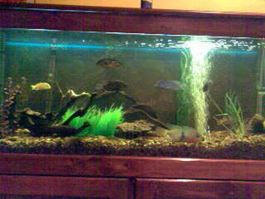 Rated #3505: 70 Gallons Freshwater Fish Tank - Creekish Feel