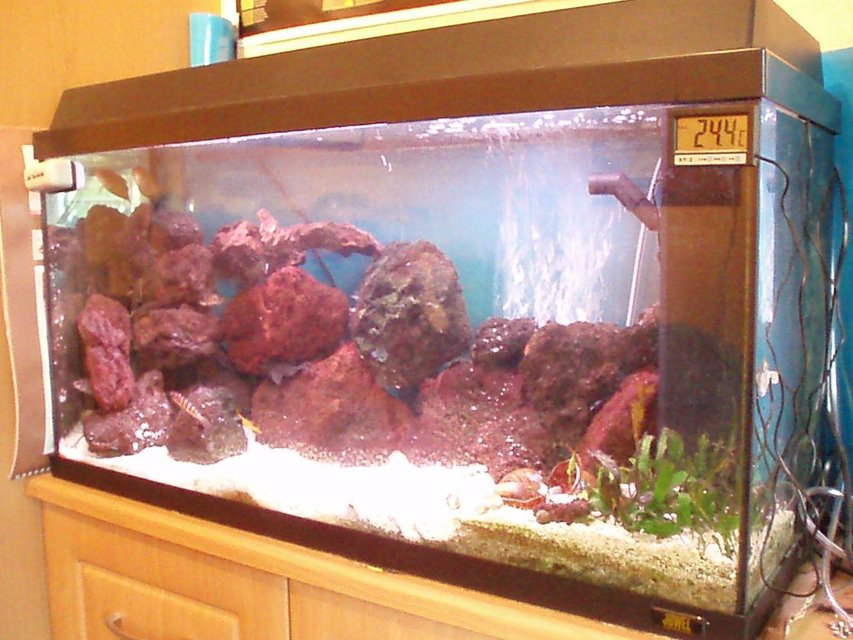 Rated #3422: 25 Gallons Freshwater Fish Tank - My african tank