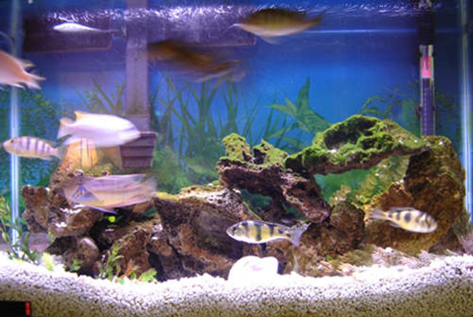 Rated #279: 29 Gallons Freshwater Fish Tank - 29 Gallon African Tank