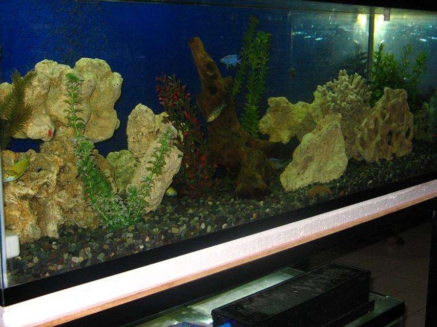 Rated #2855: 75 Gallons Freshwater Fish Tank - malawi cichlid tank