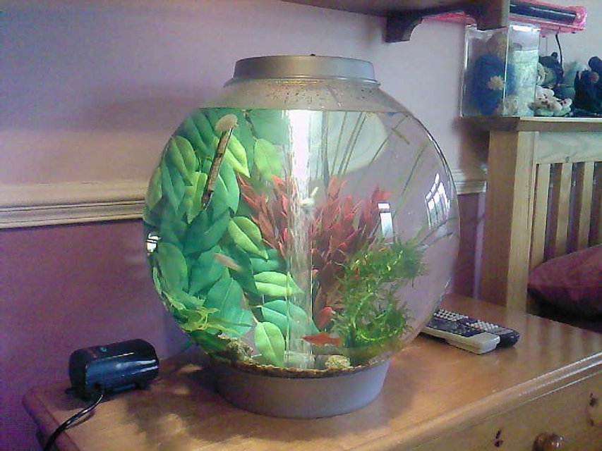 Rated #3662: 3 Gallons Freshwater Fish Tank - My new BiOrb I managed to Con my mom into having!