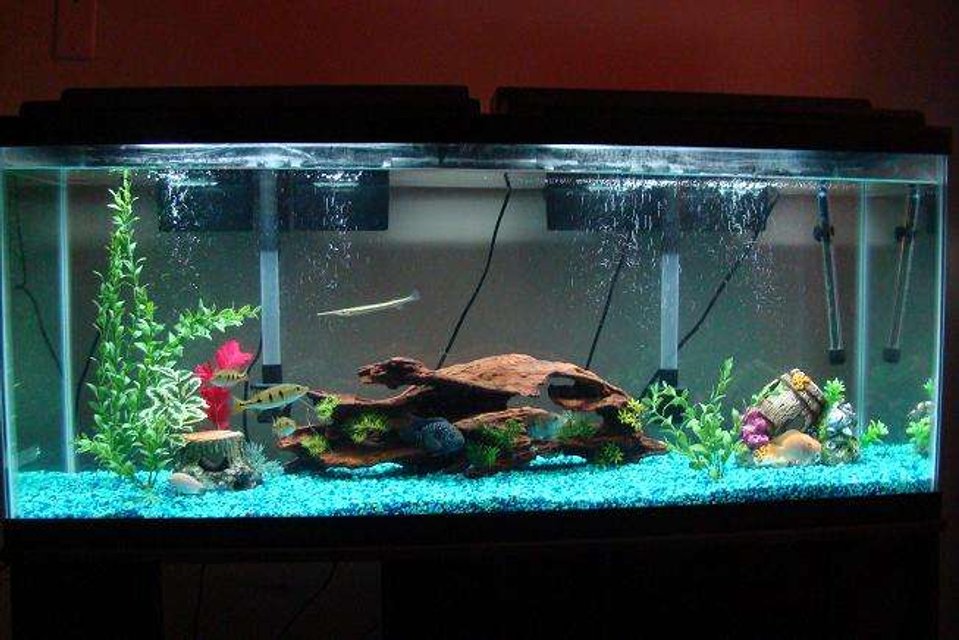 Rated #2459: 55 Gallons Freshwater Fish Tank - This is my 55 gallon Aqua Tech Aquarium.