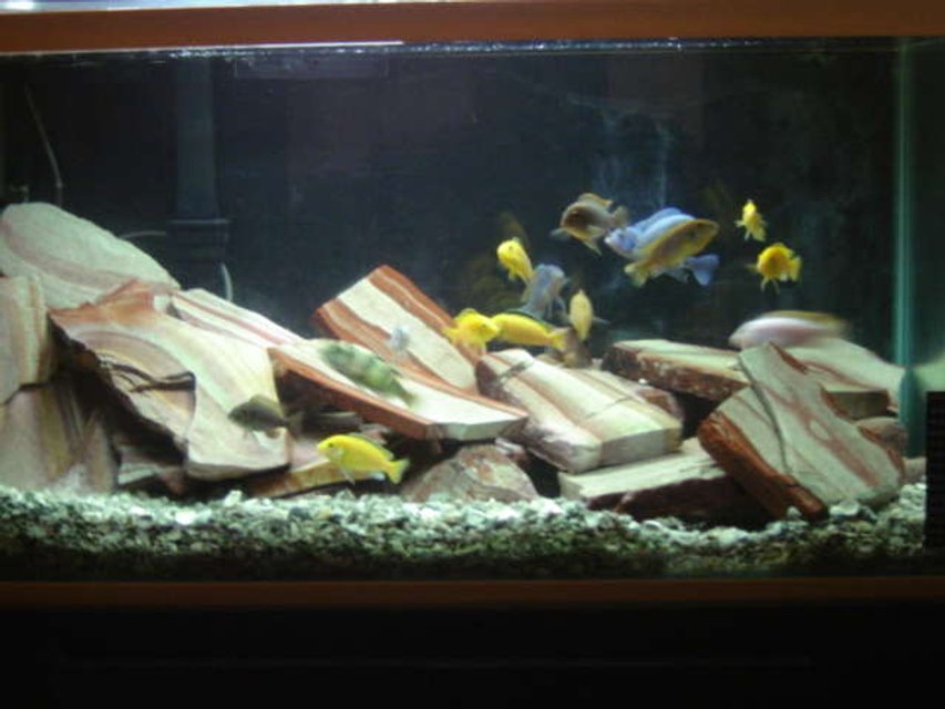 Rated #2363: 46 Gallons Freshwater Fish Tank - African Cichlids