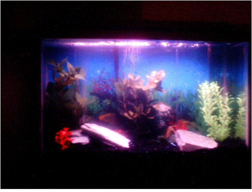 Rated #4105: 30 Gallons Freshwater Fish Tank - My first tank (30 gal)...some large rocks and fake plants. Just set up tank last week got my first fish today. 1 Blue Betta, 2 yellow, gold, black tailed Tetra's and 2 small clear fish with a red line going through them (cant remember the name) so far, so good. The tank is ok I guess, the more I look at it the more I want to change it.
