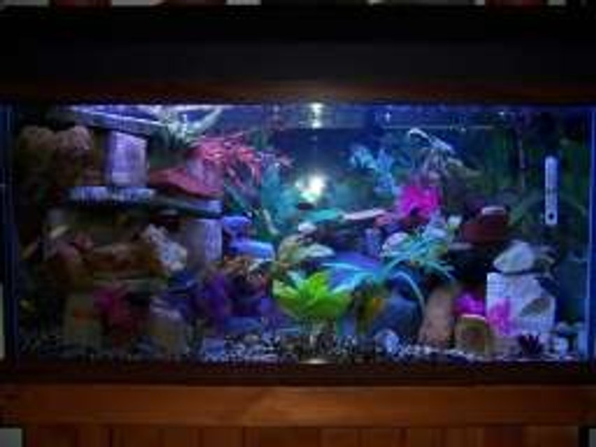 Rated #3132: 90 Gallons Freshwater Fish Tank - 90 gallon