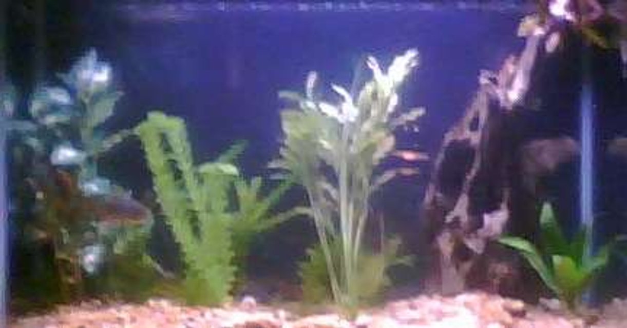 Rated #4151: 55 Gallons Freshwater Fish Tank - My 29 Gallon