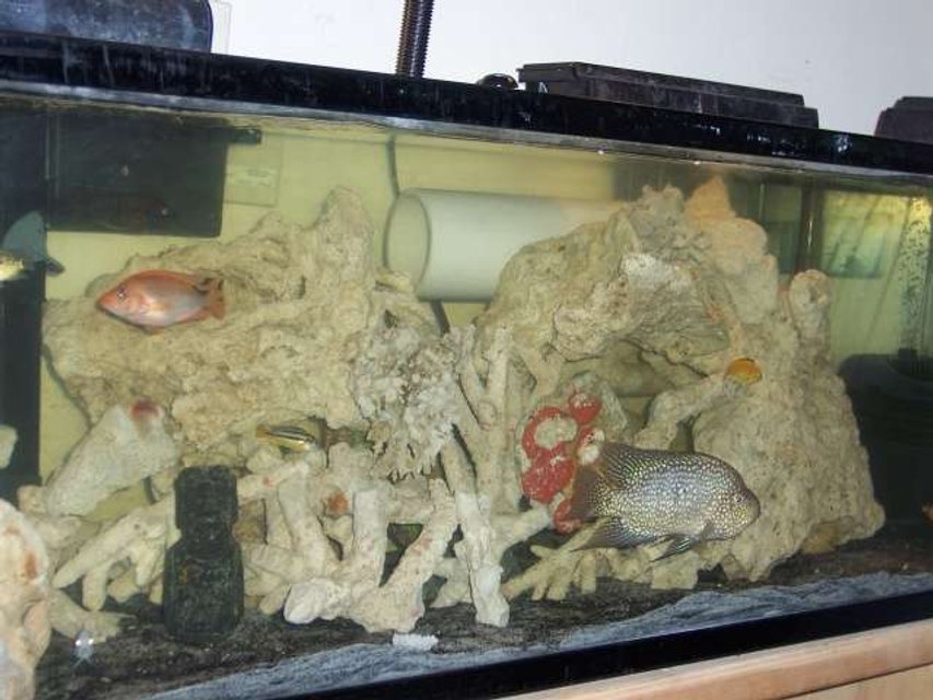 Rated #3759: 60 Gallons Freshwater Fish Tank - MY BABIES, PLEASE BE NICE