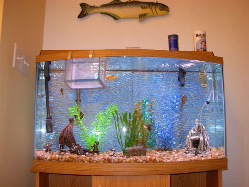 Rated #3891: 55 Gallons Freshwater Fish Tank - My Fishy Tank