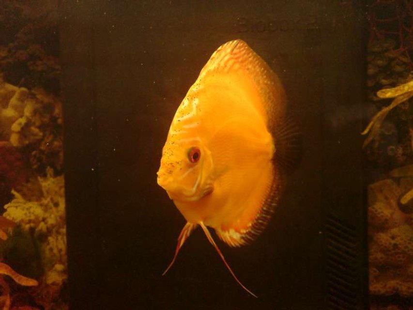 Rated #495: 40 Gallons Freshwater Fish Tank - Discus Marlboro Red