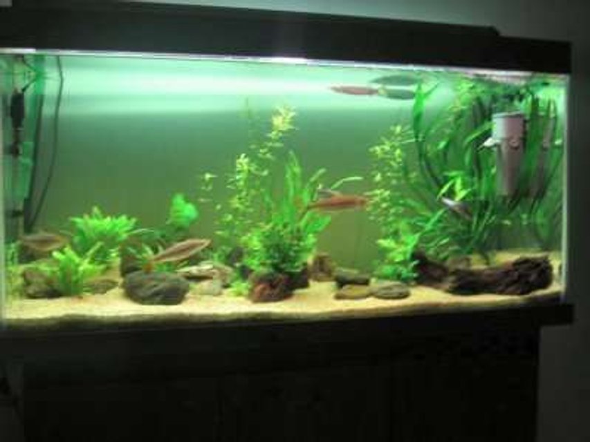 Rated #2782: 28 Gallons Freshwater Fish Tank - i need help abt plant n fishs