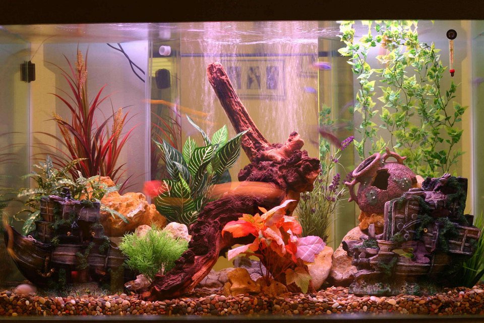 Rated #2610: 140 Gallons Freshwater Fish Tank - My freshwater cichlid tank.