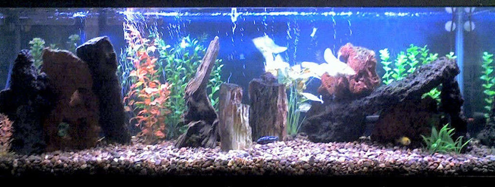 Rated #1865: 60 Gallons Freshwater Fish Tank - My aggressive buggers tank. Got 2 Mbuna Cichlids, Synodontis Catfish, Tiger Botia Loach, Banded Leporinus, Rainbow Shark, Spotted Climbing Perch, Striped Headstander, Chinese Algae Eater, Blue Crayfish, Amazon River Prawn, and 5 Mystery Snails in there. Sorry about the quality, took the pic. with my phone's camera.