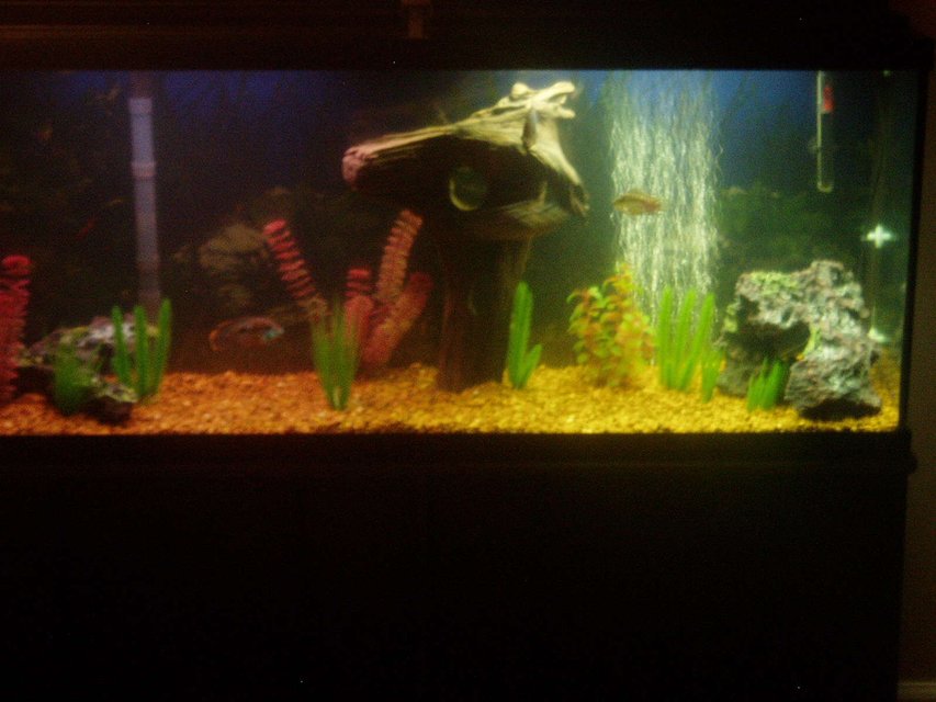 Rated #3730: 55 Gallons Freshwater Fish Tank - my 55 gal.