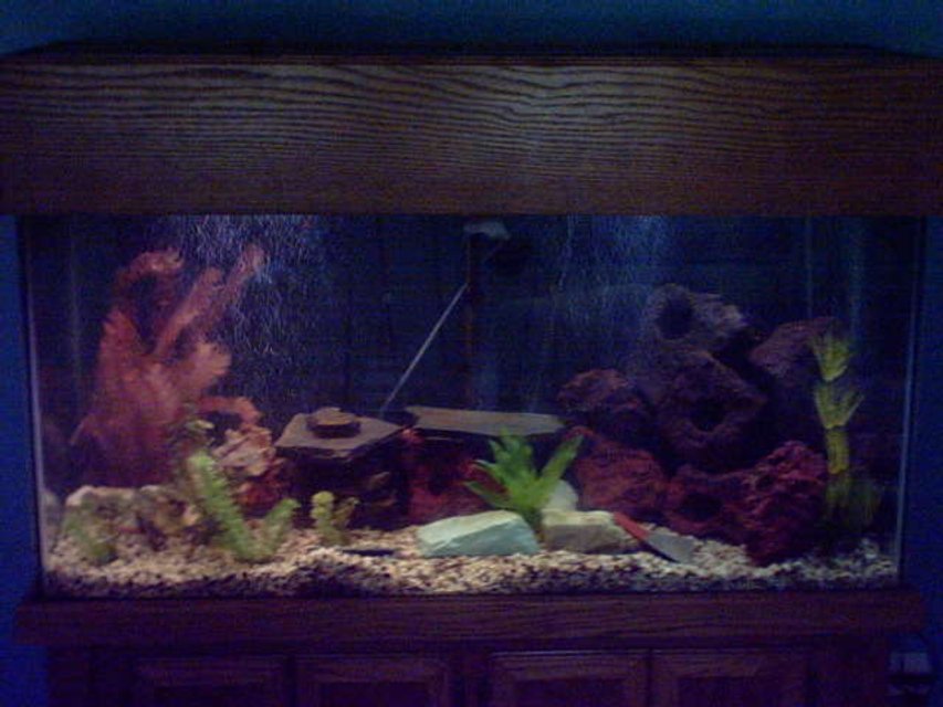 Rated #3029: 90 Gallons Freshwater Fish Tank - 90 Gallon with stand and canopy
2 AquaClear 500 powerfilters
3 AquaClear 402 powerhead 
2 undergavel plates
1 300 watt underwater heater
1 SecondNature Challenger III air pump
3 gang valve
20 ft. of air lines
fake plants
real lavastone, slate and other rocks scattered around