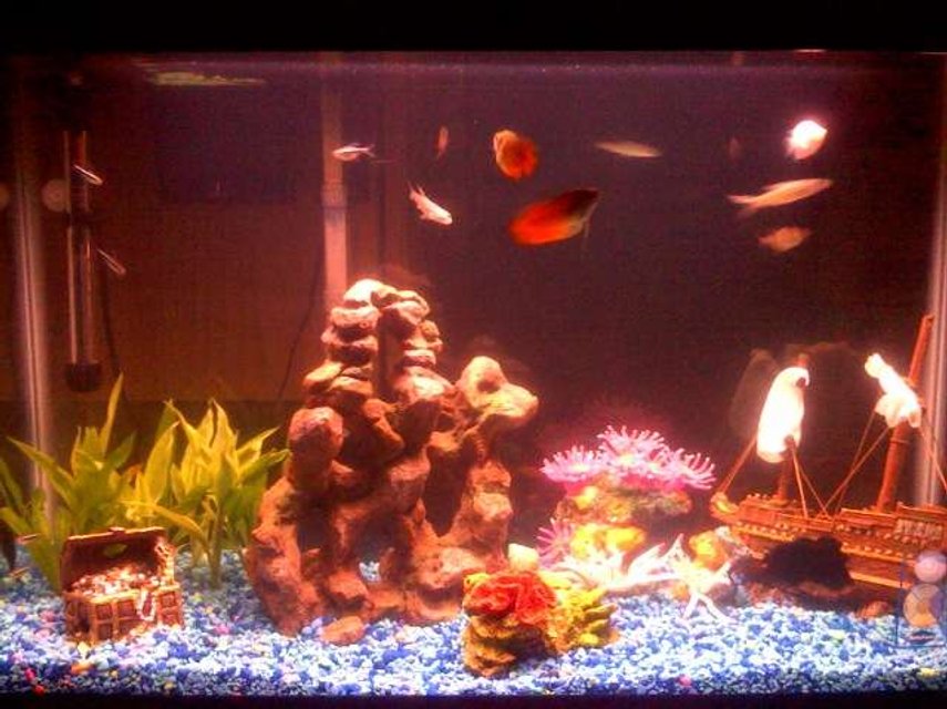 Rated #3984: 29 Gallons Freshwater Fish Tank - freshwater tank with live plants and other non-living decorations