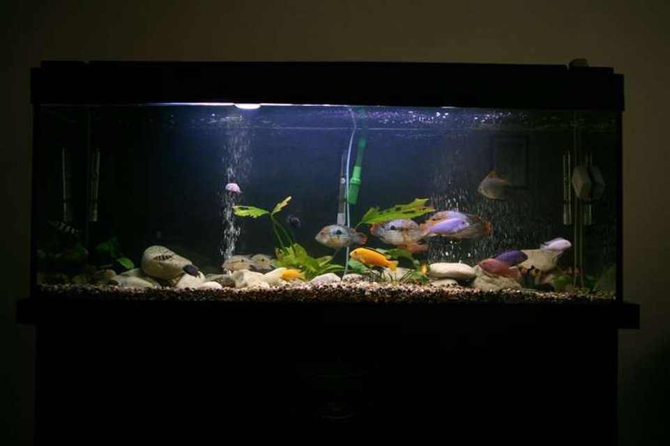 Rated #2647: 95 Gallons Freshwater Fish Tank - My Tank. cha