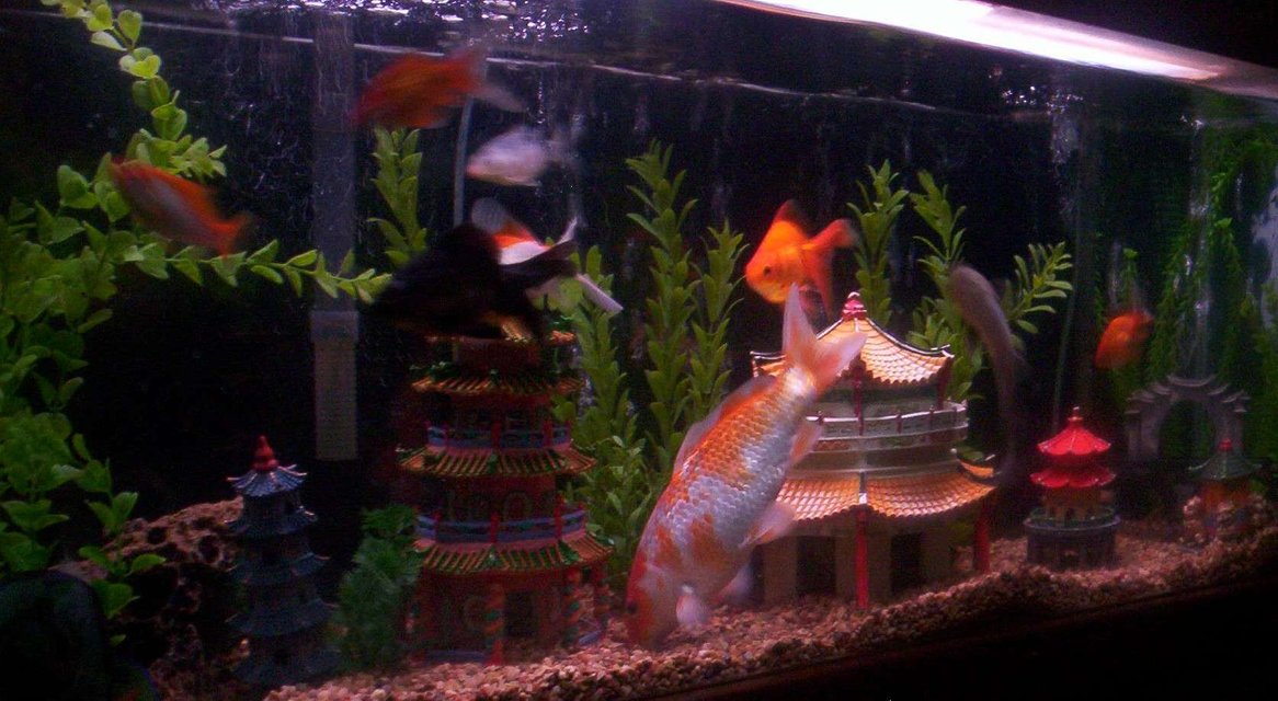 Rated #2494: 55 Gallons Freshwater Fish Tank - 55gallon tank on wood stand with cabinet. River rocks,Black background, Mixed fake plants, Asian decor, bridge with airstone & airstone across back of tank.