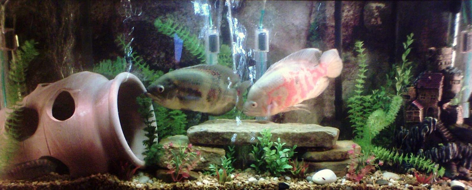 Rated #3138: 55 Gallons Freshwater Fish Tank - better picture