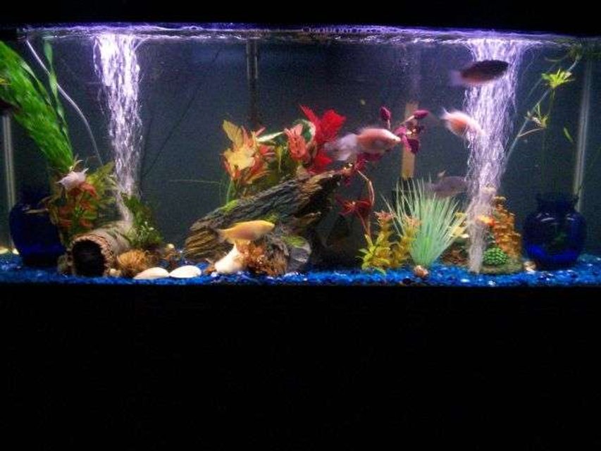 Rated #3172: 55 Gallons Freshwater Fish Tank - 55 gallon, tempature set at 78 degrees. 2 airstones, fresh clam shells.
